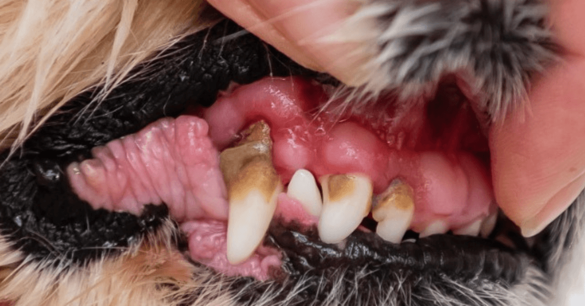 New Molecular Iodine Technology Revolutionizes Pet Dental Care