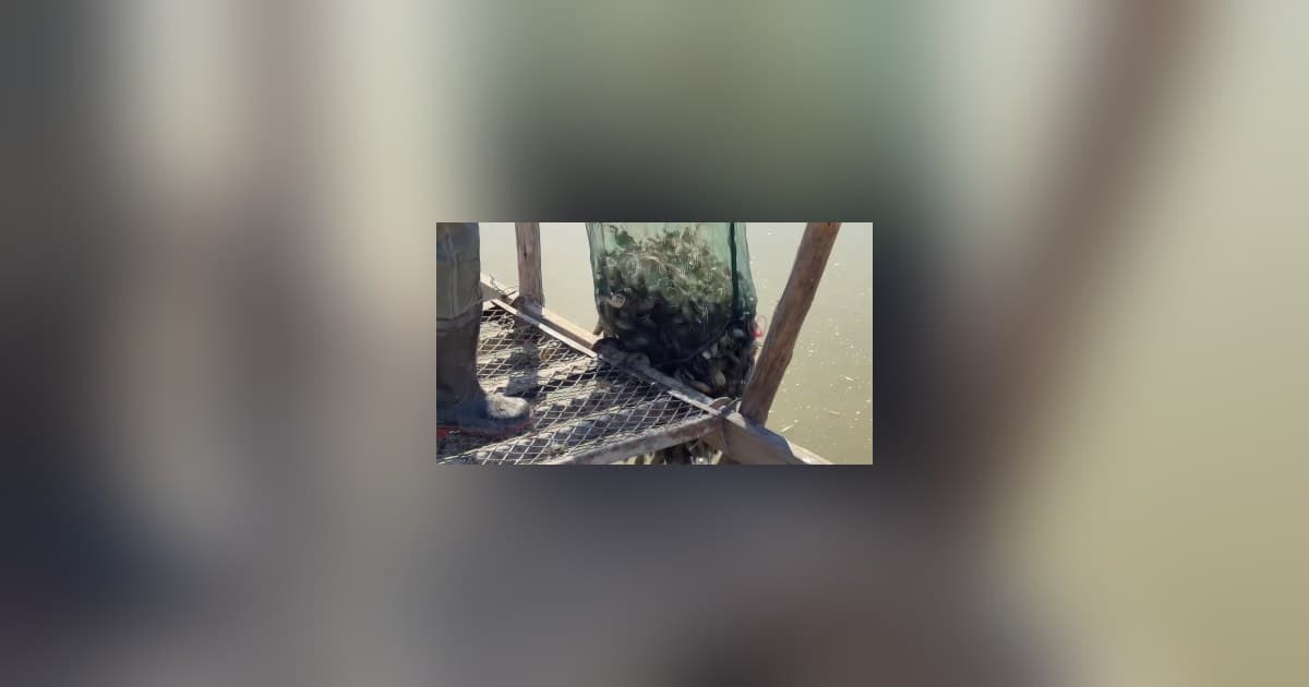 Inner Mongolia's Juungar Banner Builds Seed Crab Reserve on Saline-Alkali Land