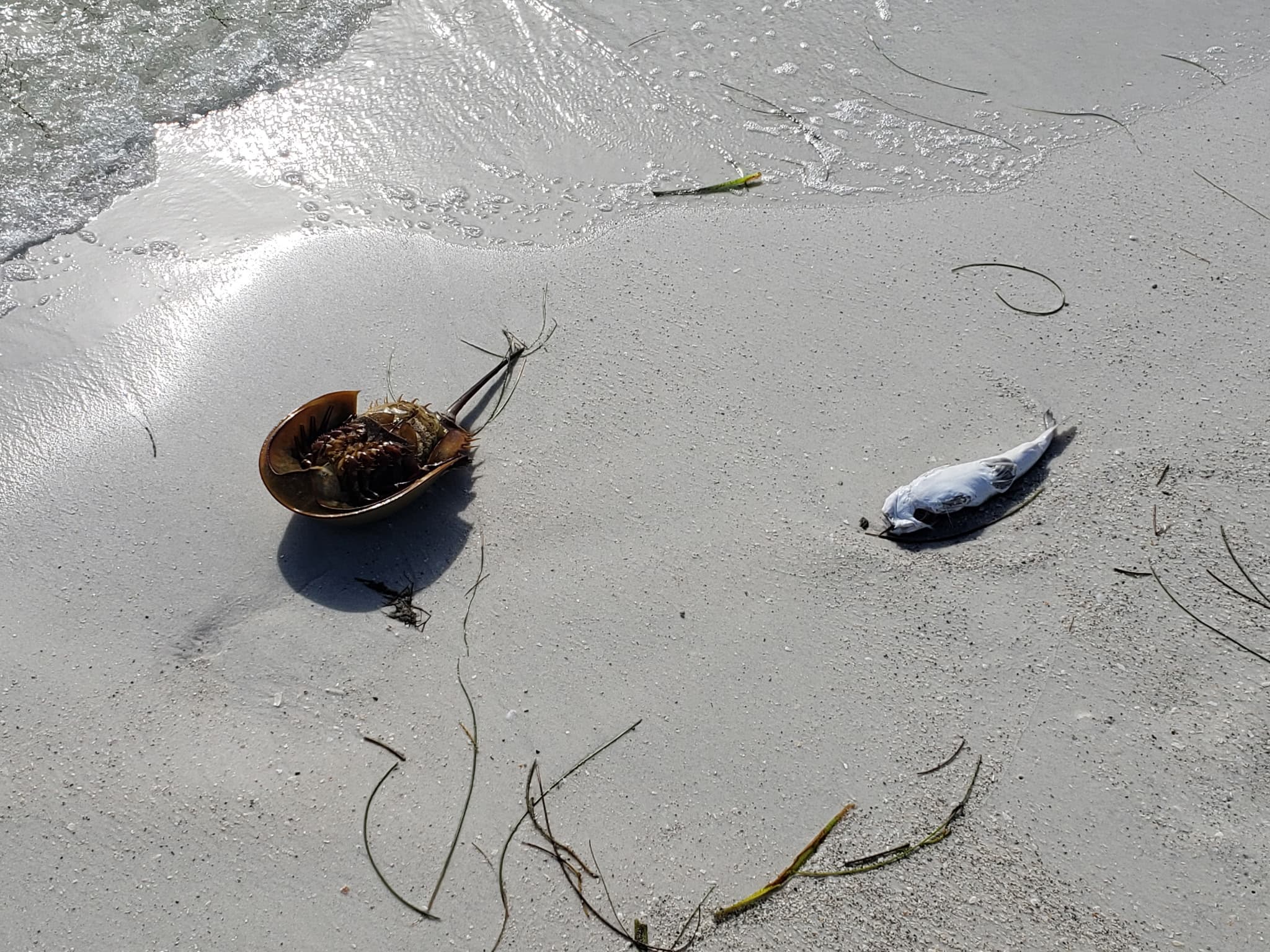 Study Links Microplastic Pollution in Coastal Waters to Increased Risk of Heart and Metabolic Diseases