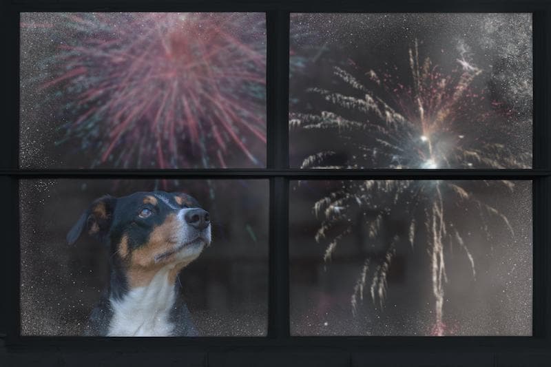 Fireworks Season Poses Stress for Pets, Survey Shows Owners Prioritizing Comfort