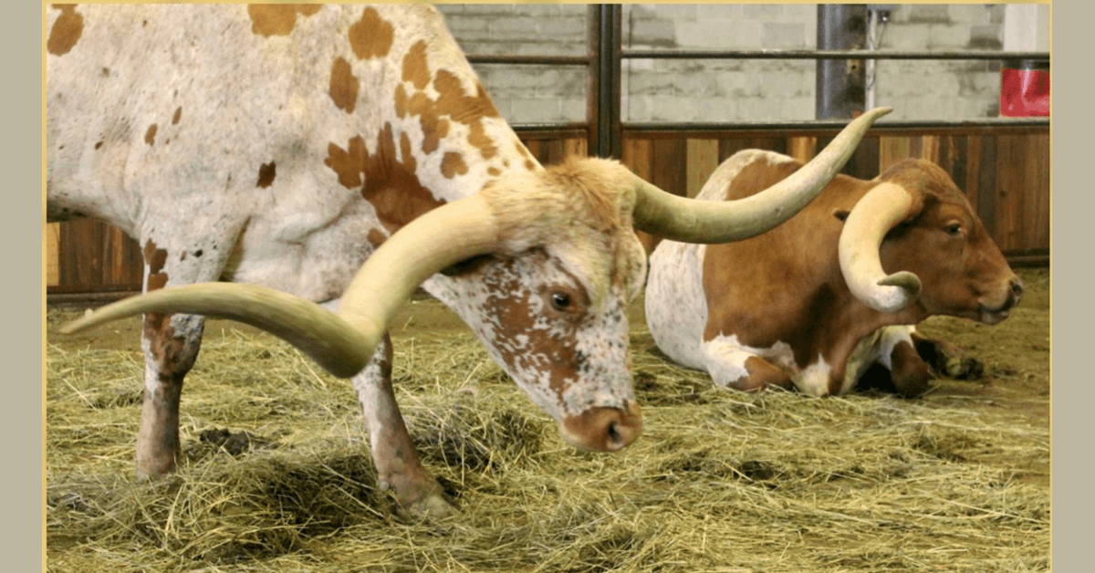 Glen Rose Declares ITLA Texas Longhorn Week Celebrating Ranching Heritage with Community Festivities