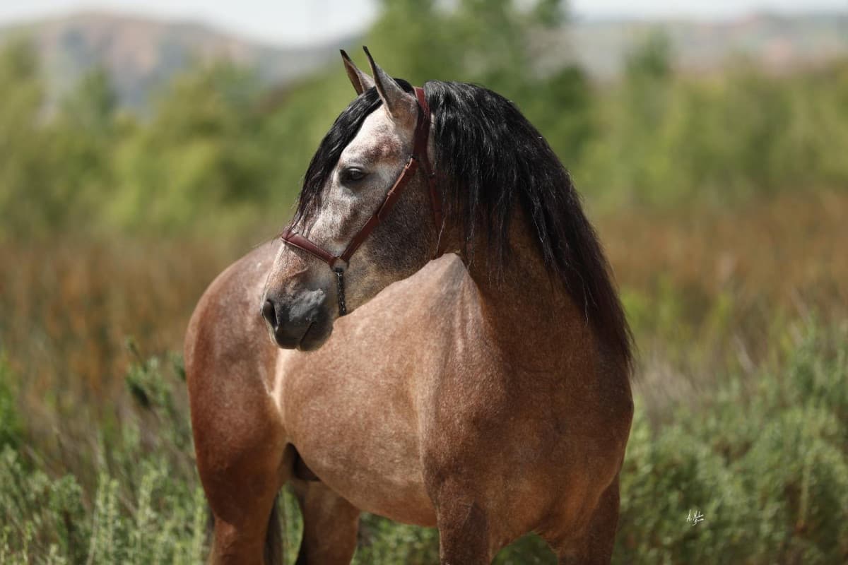 Spanish Horse Fair to Host Largest U.S. Andalusian Morphology Competition