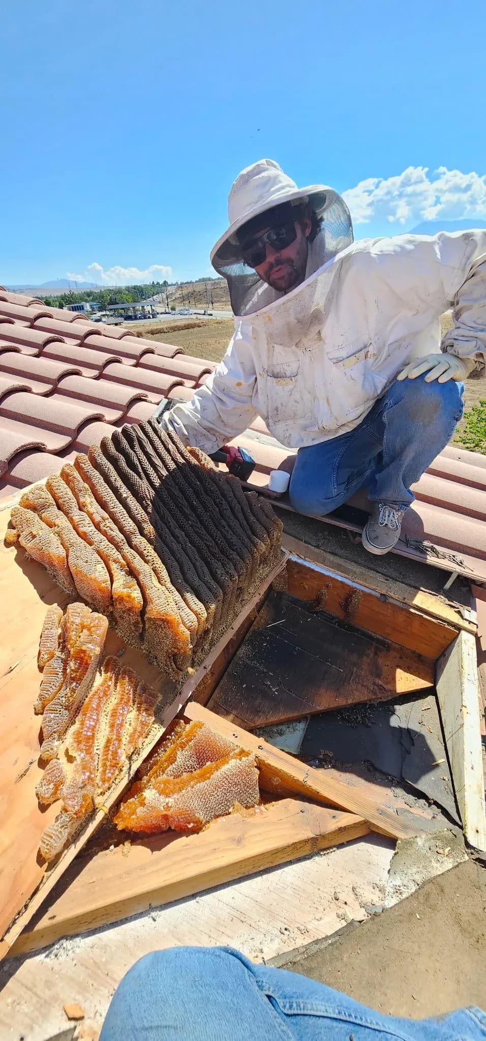 BeeSmart Bee Removal Expands Live Extraction Services in Hemet, Citing Long-Term Problems with Chemical Extermination