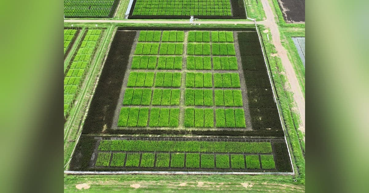 BioLumic and IRRI Launch Field Trials of Light-Activated Rice Seed Technology to Cut Methane and Water Use