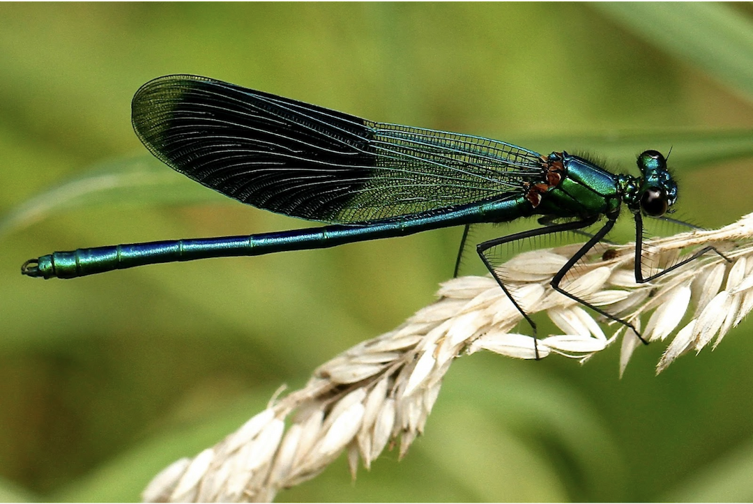 Dragonfly Energy CEO Discusses Potential Solution to Tesla's Battery Production Challenges
