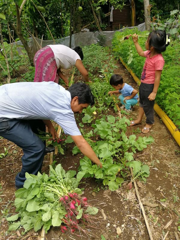 Seeds for a Future Tackles Malnutrition in Guatemala with Sustainable Gardening Program