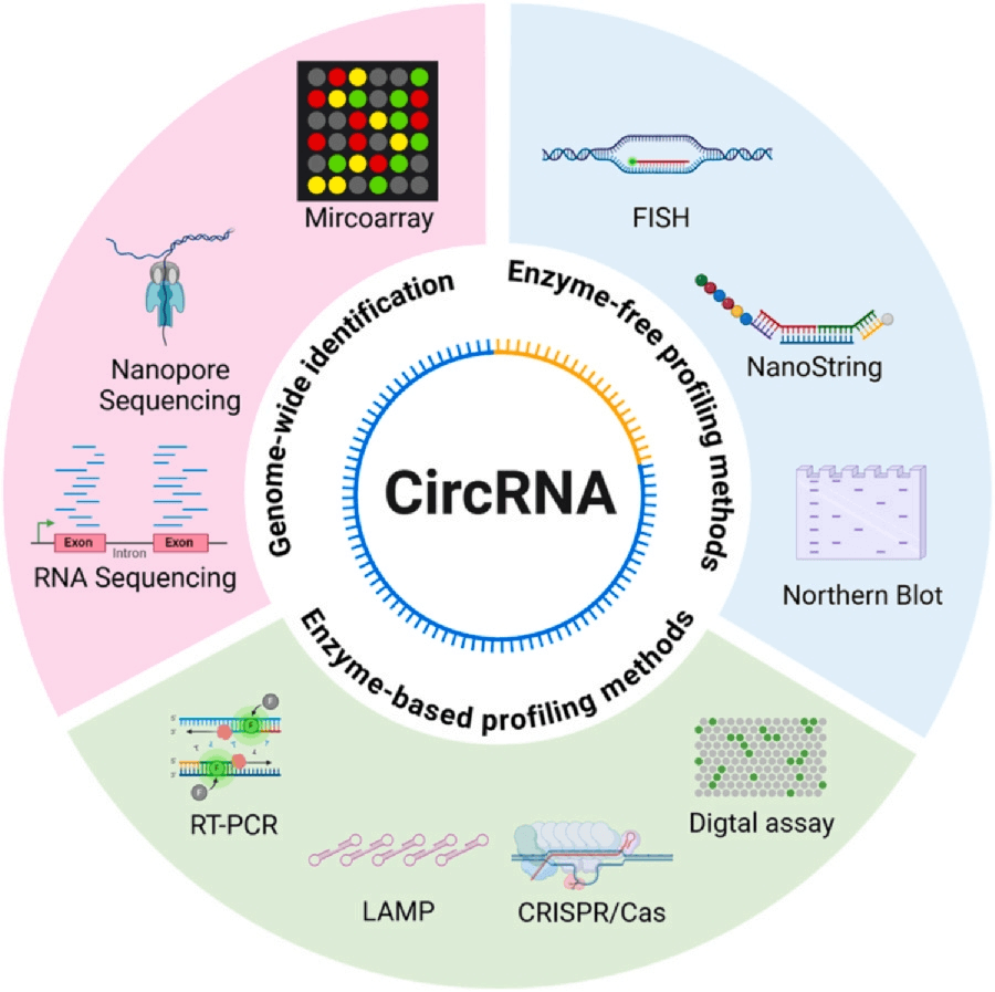 Advances in Circular RNA Detection Methods Hold Promise for Cancer Diagnosis