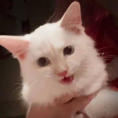 Cryptocurrency Project Pays Off $70,000 Vet Bill, Ignites Debate on Pet Healthcare Costs