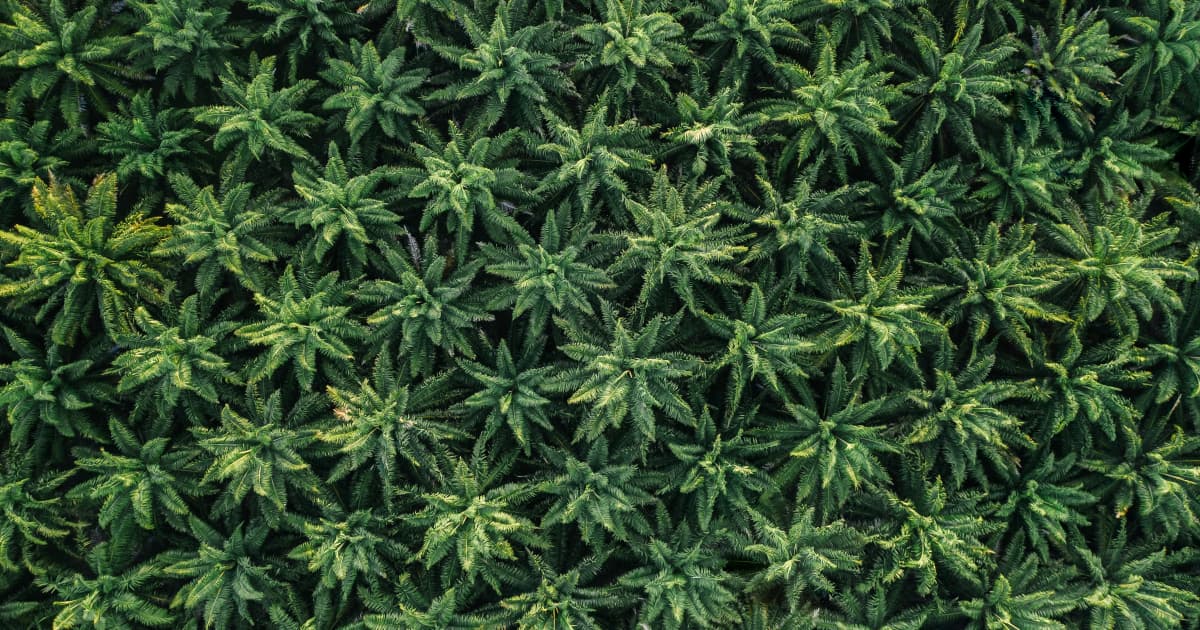 Blazy Introduces Cannabis-Infused Peanut Butter Cups for 4/20 Weekend