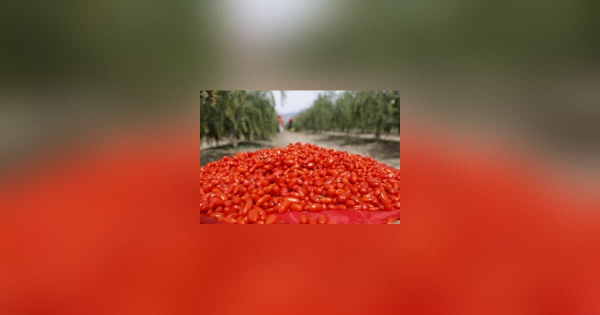 Ningxia Goji Berries: From Ancient Delicacy to Global Superfood and Industrial Powerhouse