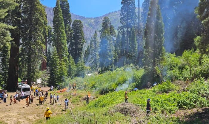 Giant Sequoia Coalition Makes Significant Strides in Forest Restoration and Wildfire Protection