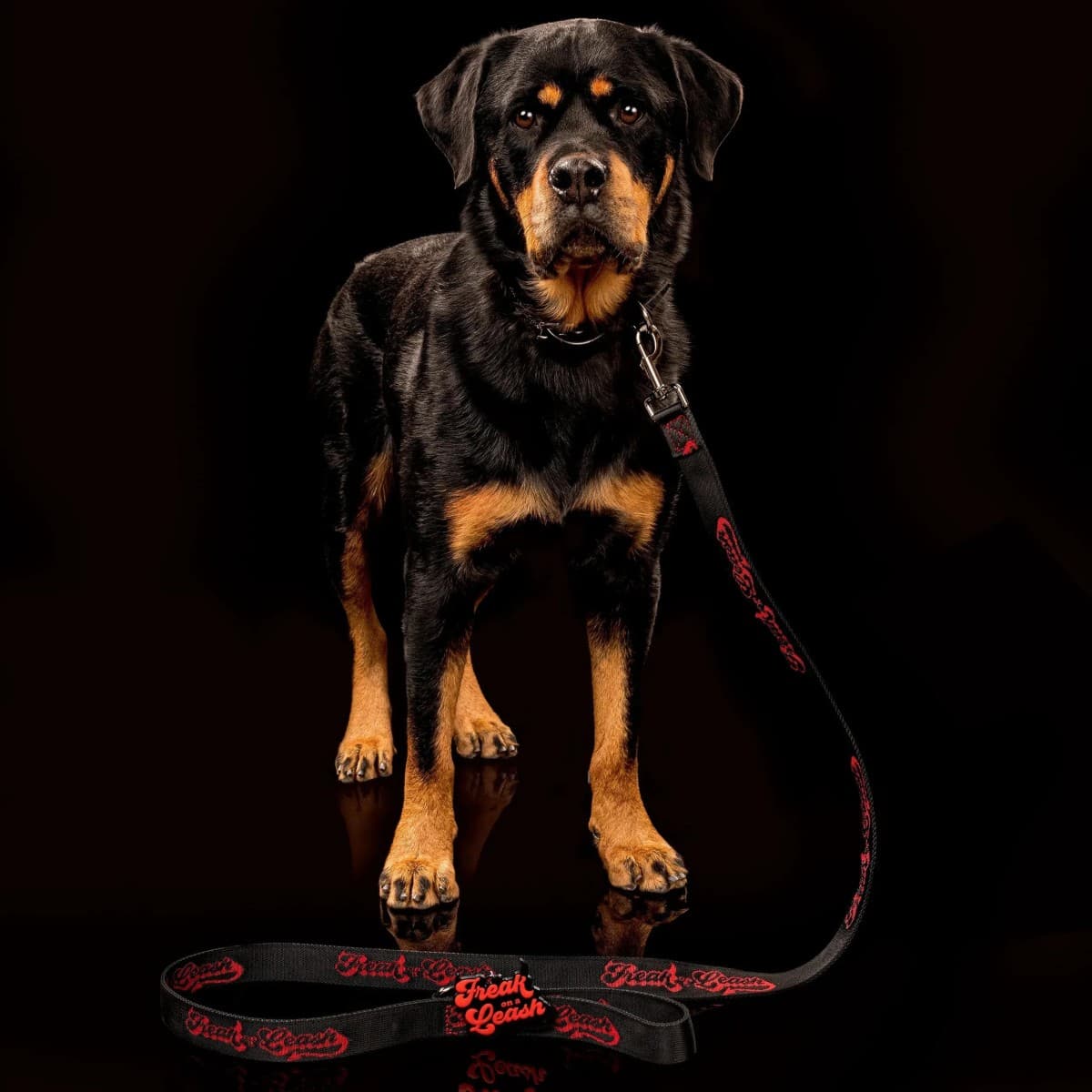 Freak On a Leash Positions Full-Grain Leather Spiked Collars as Everyday Dog Accessories