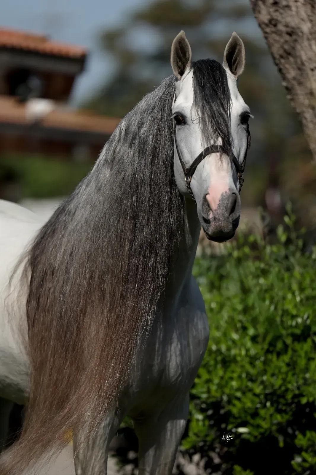 White Stallion Hay Elevates Dressage with Exceptional Andalusians