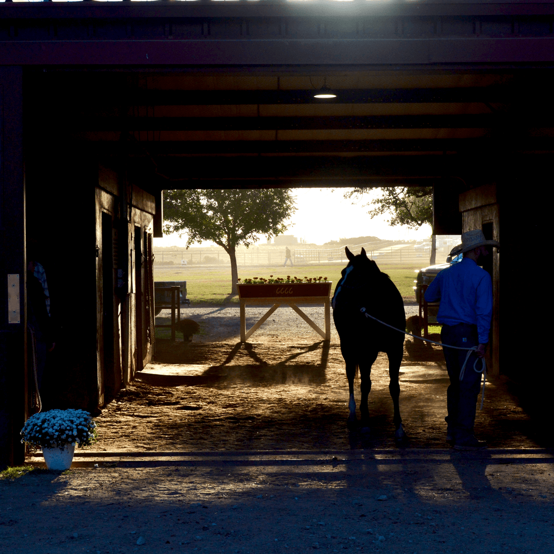 Four Sixes Ranch Reveals Comprehensive Horse Sales Preparation Approach Emphasizing Fitness and Long-Term Health