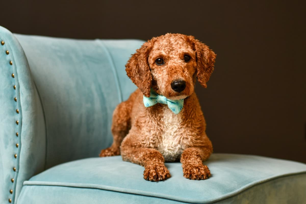 Columbus Photographer Creates Innovative Program Pairing Student Volunteers with Rescue Dog Photography